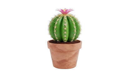 Fototapeta premium Blooming Cactus in a Terracotta Pot on White Background