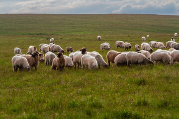 Fototapeta premium Animal husbandry. A large flock of sheep on a mountain pasture. Fagaras Mountains, Southern Carpathians, Romania