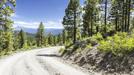 Winding dirt road through lush pine forest under clear blue sky, inviting exploration and adventure