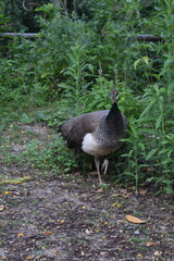 Peacock Walking in the Garden