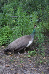 Peahen Mother Walking with Three Small Peachicks