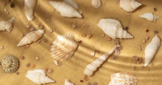 Seashells on a background of sand in the water. Waves on the water, background.