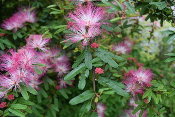 Vibrant Pink Powderpuff Flowers and Buds in Bloom