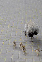 Peahen Mother Walking with Three Small Peachicks