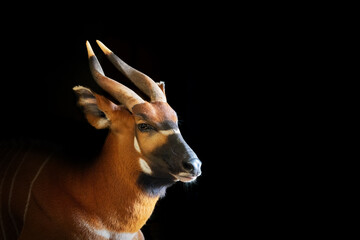 Mountain bongo, Tragelaphus eurycerus isaaci, isolated on black background. A large antelope, mostly nocturnal, found in mountain forests of central Kenya, and critically endangered in the wild.