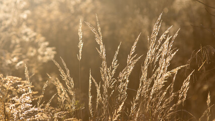 meadow grass in the rays of the sun