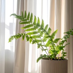 Sunlight on a fern in a pot