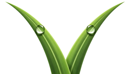 Fresh green grass blade with water drops isolated on transparent background