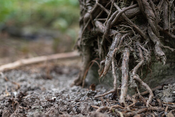 Intertwined dry tree roots emerging from the earth, showcasing the strength, resilience, and structure of nature. Suitable for themes of life, foundation, or ecosystem