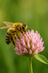 Close-up of bee collecting nectar from pink clover flower