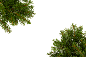 christmas tree branches in corner frame isolated on white or transparent png