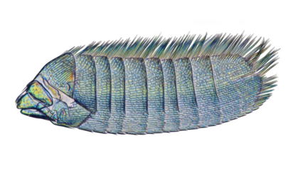 Microscopic view of a fish scale structure with iridescent colors