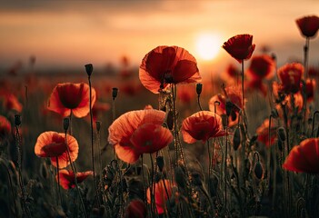 Fototapeta premium Red poppy flowers backlit by a warm golden sunset glow, creating a peaceful field scene