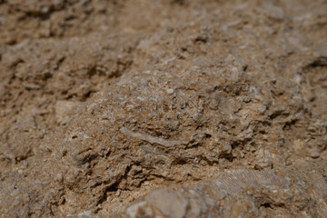 Detail of bioclastic calcarenites with skeletal fossil fragments of marine fauna