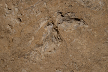 Detail of bioclastic calcarenite with skeletal fossil fragments of marine fauna