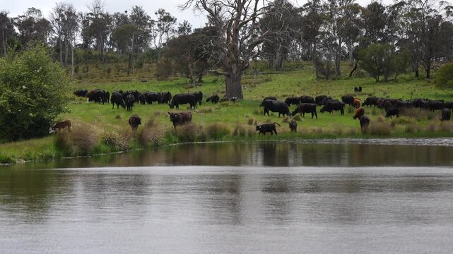 farming in tasmania australia. livestock in a meadow, sustainable carbon neutral farming being practiced. regenerative raised cows in a field