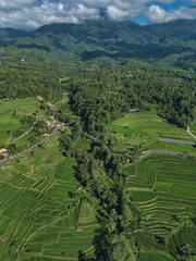 Aerial Rice Terraces In Ubud Bali Showcase Layered Emerald Paddies, Winding Rural Roads, Scattered Huts, Dense