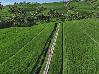 Female Tourist Walking in rice fields at sunny day.Jatiluwih rice terrace.Bali.Indonesia