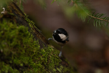 A small Black-capped Chickadee grips a moss-covered branch, its black cap and white cheeks clearly visible. Green pine needles overhang the branch in this natural setting
