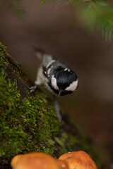 A small Coal Tit bird is perched on a green moss-covered branch in a forest. Orange mushrooms are partially visible at the bottom. Natural light illuminates the scene