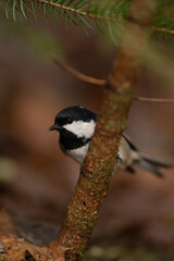 A small black-capped chickadee clings to a thin tree branch. The bird has a black head and throat, white cheeks, and gray wings, set against a blurred brown background