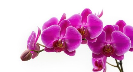 Vibrant pink orchid flowers isolated on white background