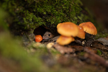 A small brown mouse peeks out from a hole in a moss-covered tree trunk. A small orange carrot sits in front of the hole, and bright orange mushrooms grow nearby