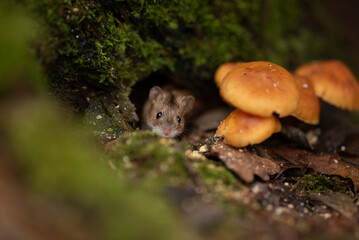 A cute mouse looks out from a hole in a mossy log. Orange mushrooms grow nearby. Brown leaves and twigs litter the forest floor near the mouse's home
