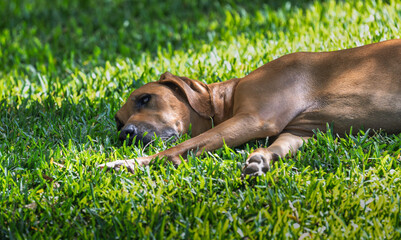 2024-09-24 A OLDER HOUND DOG LYING ON ITS SIDE RESTING ON A LUSH GREEN LAWN IN SAN DIEGO CALIFORNIA