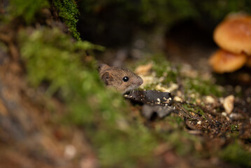 A cute little mouse is seen looking out from a hole in a moss-covered log. Mushrooms grow nearby in this wooded scene, showing a glimpse into nature