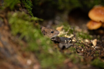 A small, brown field mouse cautiously peeks out from a hole in the ground covered with green moss. Mushrooms grow nearby in this natural forest setting