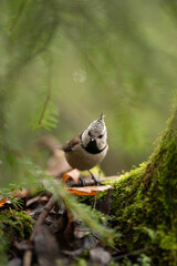 A crested tit is resting on a mossy branch in a green forest. The bird stares into the camera. It is a bright day in the Black Forest of Germany