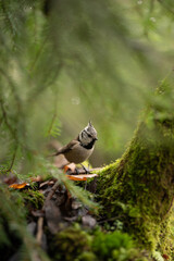 A crested tit, featuring distinctive black and white markings, stands on a moss-covered tree branch in a green forest. The bird is facing the viewer, surrounded by lush foliage