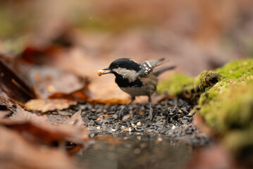 A small Coal Tit bird stands on a forest floor covered in seeds and fallen leaves. The bird holds a seed in its beak, ready to eat in a natural setting