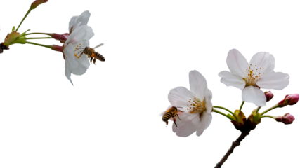 White cherry blossoms and bees