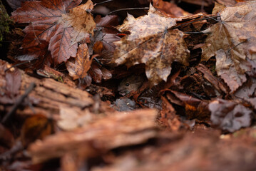 A small, light brown vole peeks out from a hollow space. The vole is surrounded by fallen, decaying brown leaves and broken wood. It seems to be hiding among the leaf litter