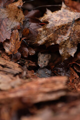 A small mouse is nestled among brown leaves. The rodent peeks out from its hiding spot in the leaf litter on the forest floor. It looks directly at the viewer