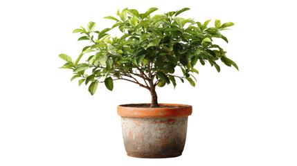 Small orange tree plant in a pot isolatedd on a white background
