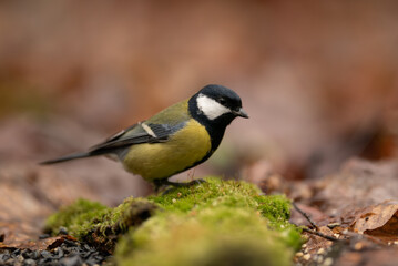 Obraz premium A Great Tit bird with yellow and black feathers stands on green moss near leaves and seeds in a forest. The bird looks alert and ready to fly