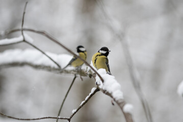 Two great tits sit on a branch covered in snow. The birds have yellow and black feathers and appear to be resting during the winter season © honey_paws