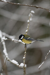 A Great Tit, a small bird with black head and yellow body, sits on a thin, snow-covered branch. The bird is facing down in a forest during Winter season in Europe