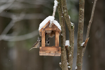 Two eurasian crested tits are eating from a small wooden bird feeder covered in snow. The feeder hangs from a tree branch on a cold winter day © honey_paws
