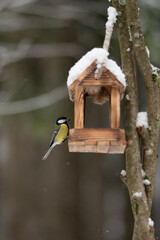 A colorful Great Tit perches on a wooden bird feeder covered in snow. The feeder hangs on a tree branch, with a blurred winter background