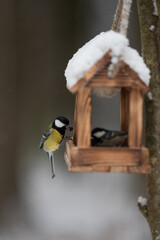 A colorful Great Tit bird perches on a wooden bird feeder, grabbing a seed or insect. The feeder is...