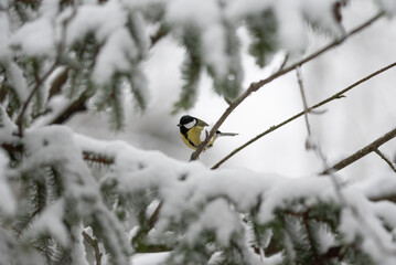 A small Great Tit with yellow and black feathers sits perched on a thin branch. Snow covers the surrounding evergreen trees in a winter scene