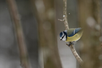 A Blue Tit perches on a small, bare branch during daytime. The bird is looking down, focused on something below. The background appears slightly blurred