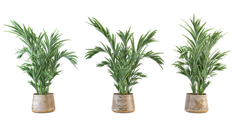 Three Potted Areca Palm or Parlor Palm Houseplants Isolated on White

