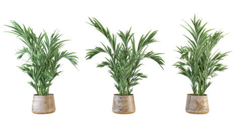 Three Potted Areca Palm or Parlor Palm Houseplants Isolated on White
