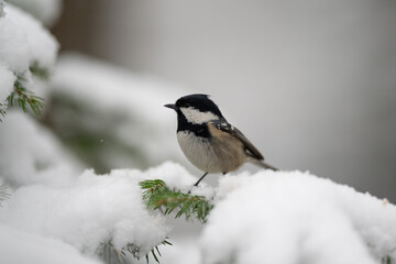 A small coal tit, with black head, white cheeks, and gray body, perches on a green evergreen branch covered in fresh white snow, looking to the left