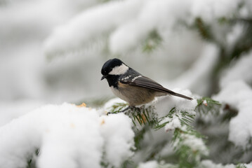 A small Coal Tit with black head and grey feathers sits on a snow covered evergreen branch. The bird looks down at the branch. Snow covers the background
